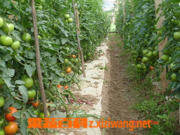 果蔬百科北方露天西红柿种植技术