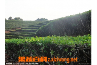 云南普洱茶功效
