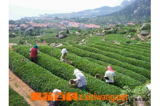 崂山绿茶的泡法