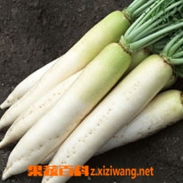 果蔬百科