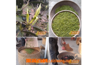 东白春芽