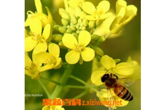 蜂花粉的作用有哪些
