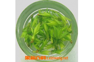 苦丁茶的功效与作用