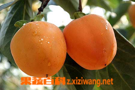 果蔬百科冬季吃柿子,美容保健两不误