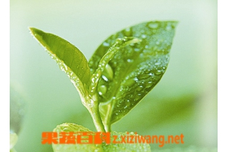 茶叶保存方法 茶叶怎样保存