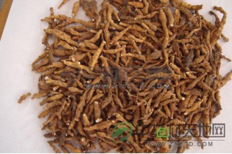 中药九节菖蒲的功效