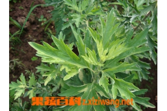 艾叶的功效和作用