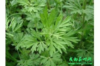 艾草的功效 功能与主治