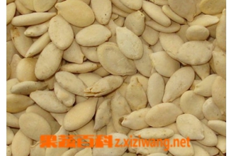 冬瓜子的功效和药理作用