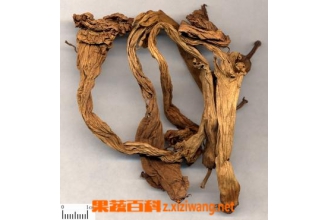洋金花功效和作用