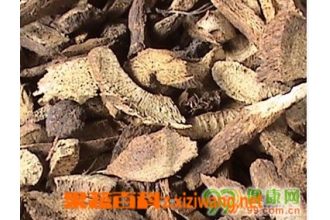 青木香的功效与作用