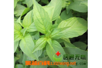 荆芥穗的功效与作用