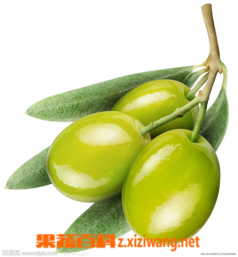 橄榄 果蔬百科橄榄