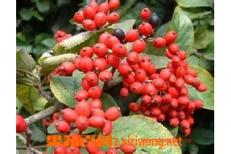 郁李仁的功效与作用