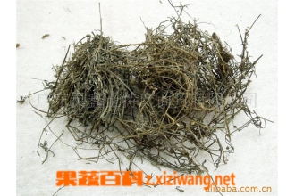 白花蛇草的功效