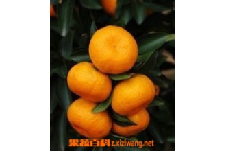 蜜桔的功效与作用 蜜桔的营养价值