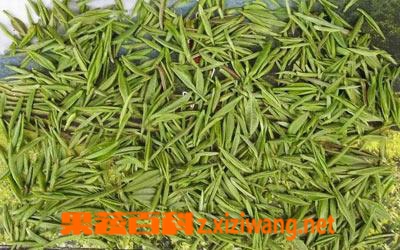 果蔬百科 信阳毛尖属于什么茶 信阳毛尖如何泡