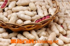 果蔬百科花生