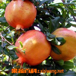 果蔬百科石榴的功效 石榴有没有美容功效?