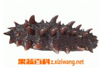 谈谈海参的功效与作用