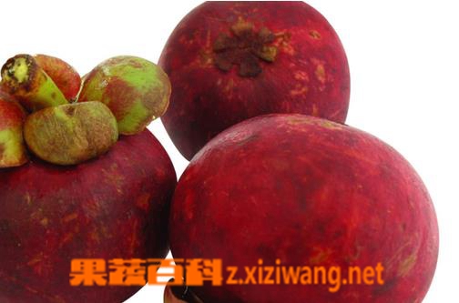果蔬百科山竹的功效与作用哪些