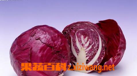 果蔬百科紫甘蓝的营养价值和功效