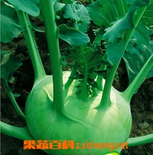 果蔬百科 球茎甘蓝的营养价值和功效