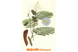苏木的功效和作用有哪些?