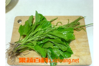 车前草的功效与作用及食用方法