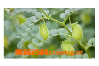 鹰嘴豆的功效与作用 吃鹰嘴豆的好处