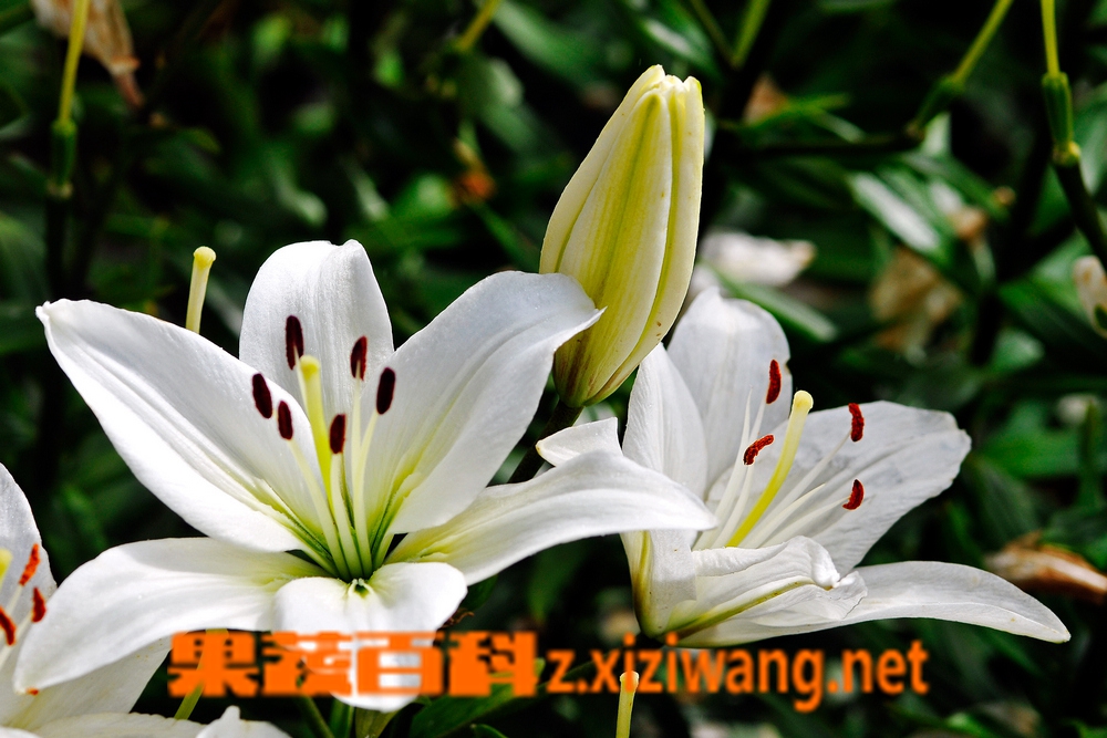 百合花的功效和作用 果蔬百科百合花的功效和作用