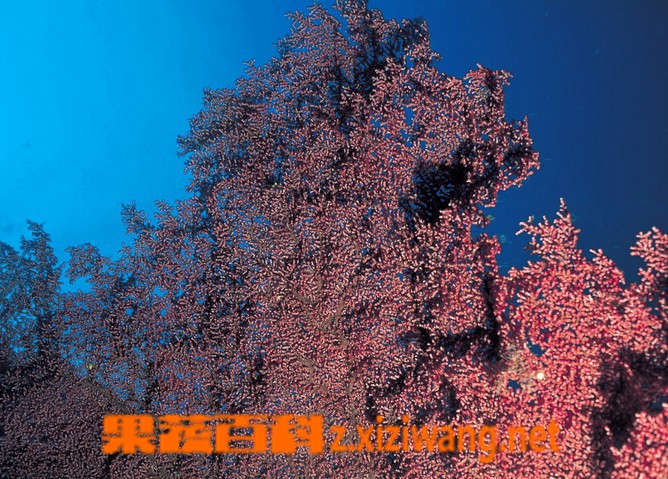 果蔬百科