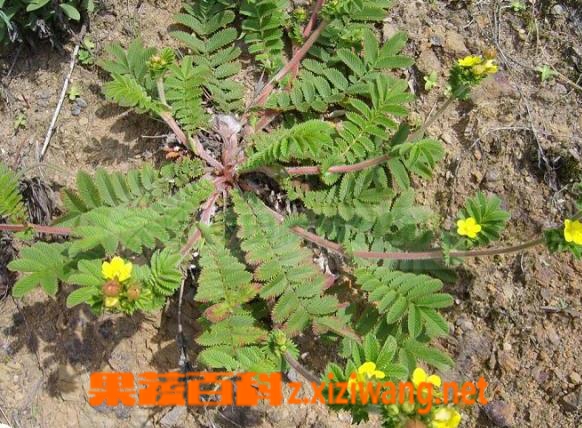 果蔬百科 翻白草能降血糖吗 翻白草如何治疗糖尿病