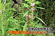 果蔬百科益母草的功效与作用及食用方法