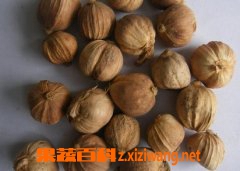 果蔬百科豆蔻的功效与作用
