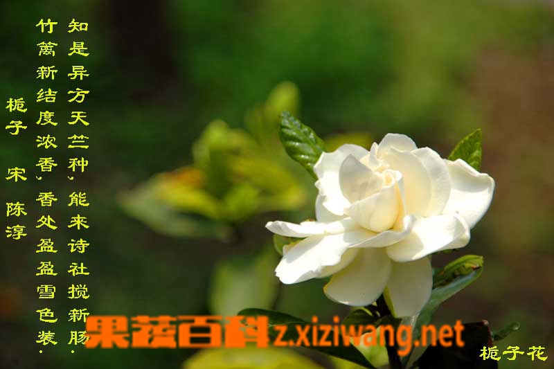 果蔬百科栀子