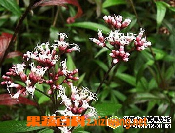 果蔬百科佩兰的功效与作用