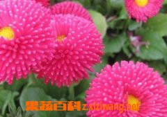 果蔬百科千日红的功效与作用