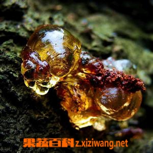 果蔬百科桃胶