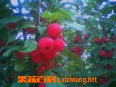 海棠树的种植方法