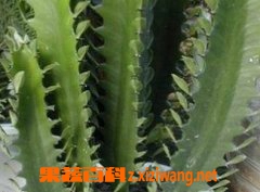 果蔬百科龙骨