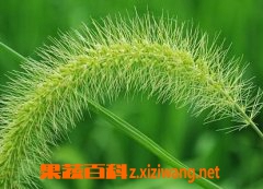 果蔬百科伸筋草