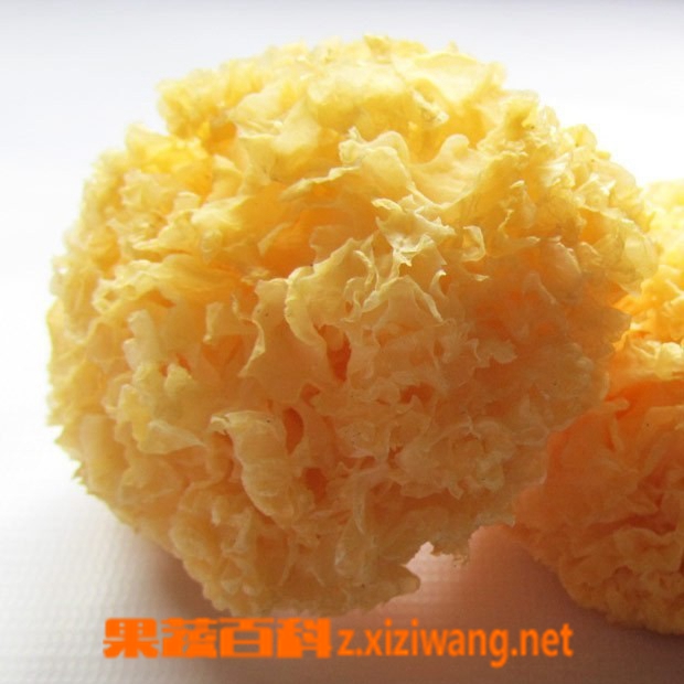 果蔬百科银耳