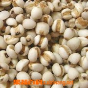 果蔬百科薏仁米