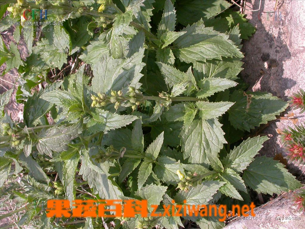 果蔬百科玄参