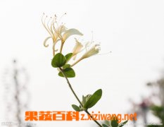 果蔬百科金银花