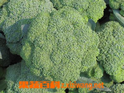 果蔬百科西兰花