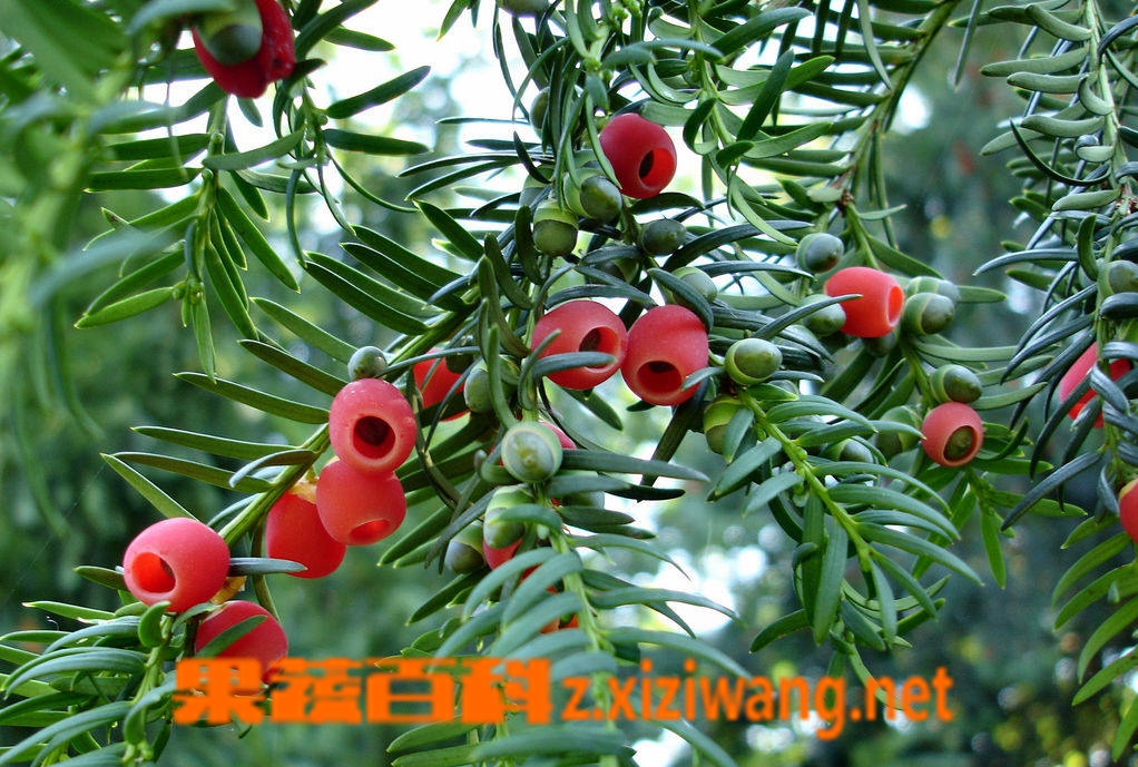 果蔬百科红豆杉