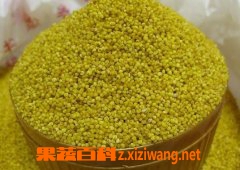 黄小米的做法 黄小米怎么煮