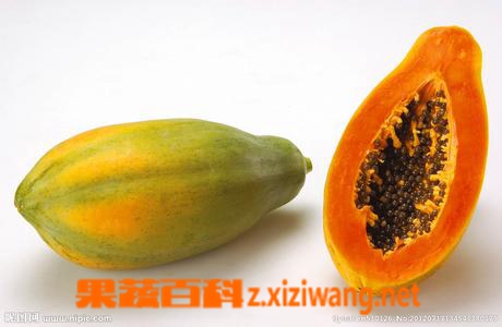 果蔬百科木瓜